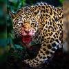 foto do perfil militarfolgado